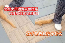 女子遭黄鼠狼拦路咬裤腿不放屁视频,女子街头遭遇神秘动物攻击”