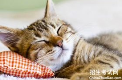 枕头打一成语